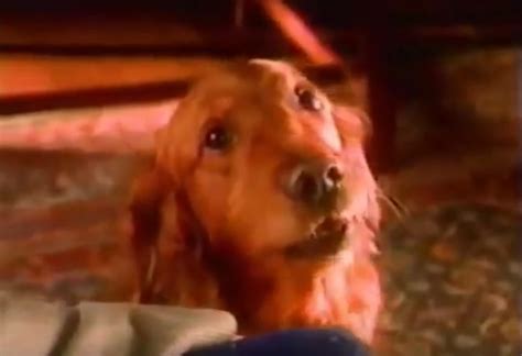 Duke, the Bushs Baked Beans Dog, Has Died